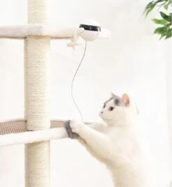 Merkloos Kattenspeelgoed - Katten Speelgoed - Katten Speeltje - Katten Bal - Katten - Kattenhengel - Kitten Speelgoed - Kattenspeeltjes - Elektrische - Muis - Automatische Hengel - Bal - Poes - Katten - Prooi - Kat - Poesjes - Interactief Kattenspeelgoed -Katten Benodigdheden Winkel 1105x1200 4