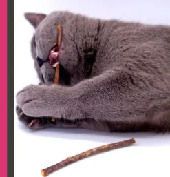 Make Me Purr Matatabi Sticks (5 Stuks) - Silver Vine Kattenkruid Stokjes - Catnip Effect Kauwstokjes - Kattensnack Kattensnoepjes - Kattenspeelgoed Kattenspeeltjes -Katten Benodigdheden Winkel 1152x1200 4