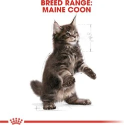 Royal Canin Maine Coon Kitten - Kattenvoer - 4 Kg -Katten Benodigdheden Winkel 1186x1200 2