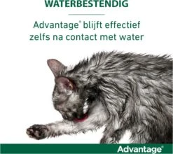 Bayer Anti Vlooienmiddel Advantage 80 > 4 Kg - 4 X 0,8 Ml -Katten Benodigdheden Winkel 1200x1069 8