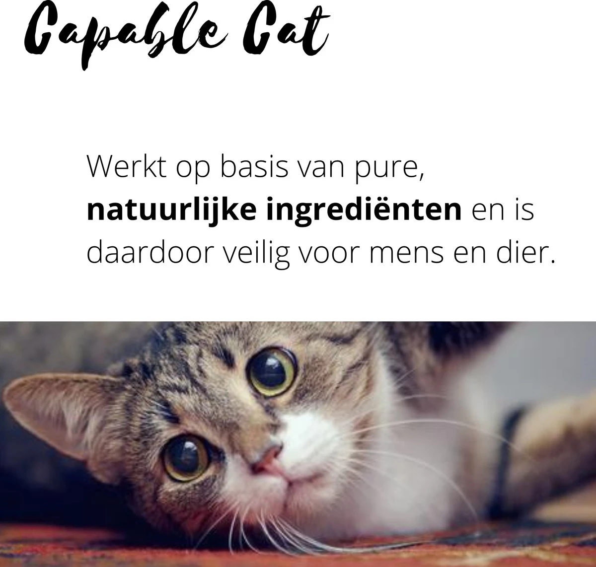 Capable Cat Vlooienband Kat | Vlooien | Luizen | Teken | Mijten | 8 Maanden Bescherming | Katten 7 Capable Cat Vlooienband Kat | Vlooien | Luizen | Teken | Mijten | 8 Maanden Bescherming | Katten - Afbeelding 5