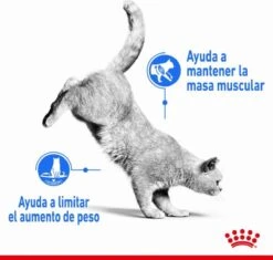 Royal Canin Light Weight Care - 3 Kg -Katten Benodigdheden Winkel 1200x1143