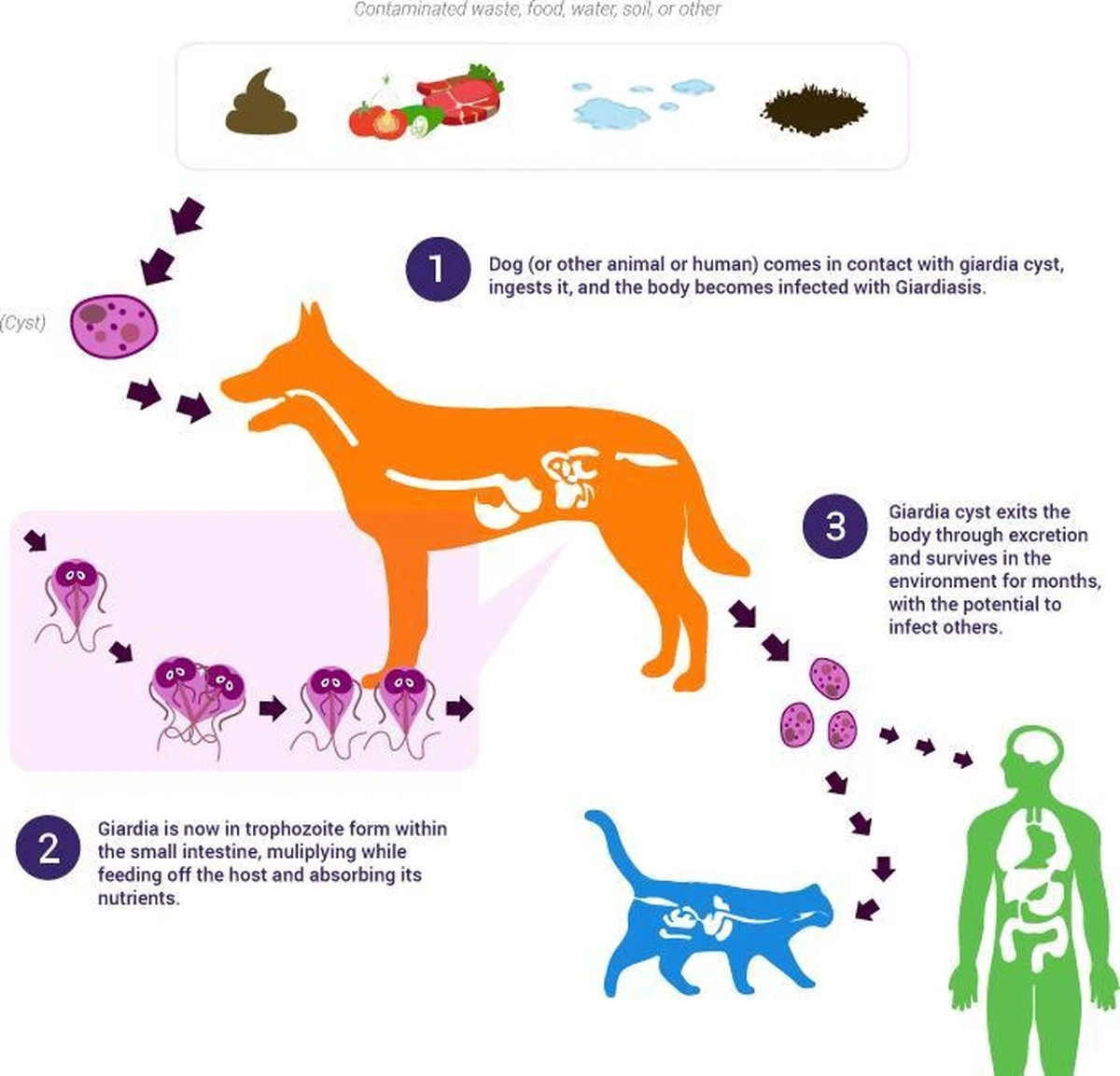 Giardia Rapidtest 5 Giardia Rapidtest - Afbeelding 3