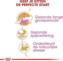 Royal Canin Maine Coon Kitten - Kattenvoer - 4 Kg -Katten Benodigdheden Winkel 1200x1168