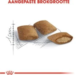 Royal Canin Ageing 12+ - Kattenvoer - 4 Kg -Katten Benodigdheden Winkel 1200x1188