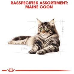 Royal Canin Maine Coon Adult - Kattenvoer - 10 Kg -Katten Benodigdheden Winkel 1200x1200 104