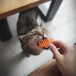 Pettadore Springs - Kattenveertjes - Kattenspeelgoed - Kattenspeeltjes - 9 Stuks -Katten Benodigdheden Winkel 1200x1200 1129