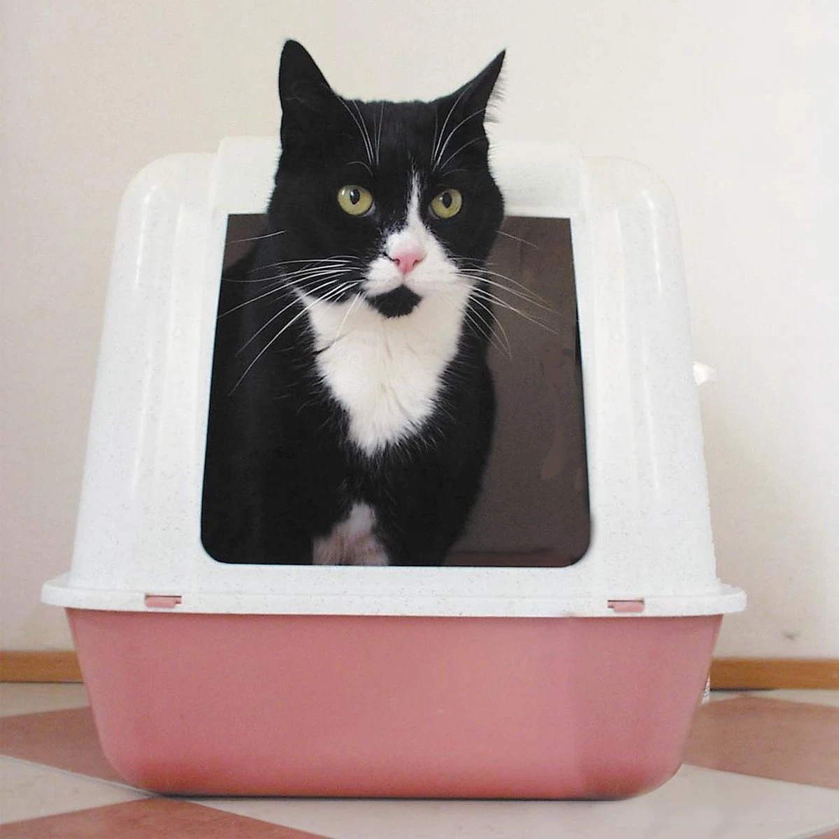 HG Tegen Kattenbakgeur - 500ml - Ongevaarlijk Voor Dier En Mens - Geurloos 5 HG Tegen Kattenbakgeur - 500ml - Ongevaarlijk Voor Dier En Mens - Geurloos - Afbeelding 3