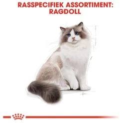 Royal Canin Ragdoll Adult - Kattenvoer - 10 Kg -Katten Benodigdheden Winkel 1200x1200 210