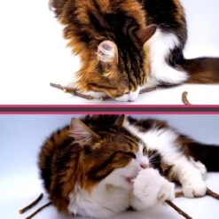 Make Me Purr Matatabi Sticks (20 Stuks) - Silver Vine Kattenkruid Stokjes - Catnip Effect Kauwstokjes - Kattensnack Kattensnoepjes - Kattenspeelgoed Kattenspeeltjes -Katten Benodigdheden Winkel 1200x1200 260