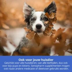 Sensipharm Omniderma Voor Kat, Hondje, Cavia, Konijn - Voedingssupplement Voor Huid En Vacht, Bij Jeuk, Eczeem & Hotspot - 90 Tabletten à 250 Mg -Katten Benodigdheden Winkel 1200x1200 302