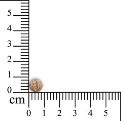Sensipharm Omniderma Voor Kat, Hondje, Cavia, Konijn - Voedingssupplement Voor Huid En Vacht, Bij Jeuk, Eczeem & Hotspot - 90 Tabletten à 250 Mg -Katten Benodigdheden Winkel 1200x1200 304