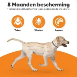 Nafurapets Vlooienband Voor Hond – Anti Vlooien – Teken Band – 100% Natuurlijk – 8 Maanden Bescherming – Grote & Kleine Hond -Katten Benodigdheden Winkel 1200x1200 334