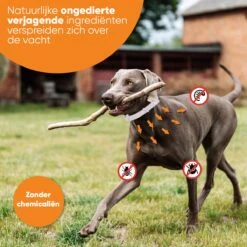 Nafurapets Vlooienband Voor Hond – Anti Vlooien – Teken Band – 100% Natuurlijk – 8 Maanden Bescherming – Grote & Kleine Hond -Katten Benodigdheden Winkel 1200x1200 337