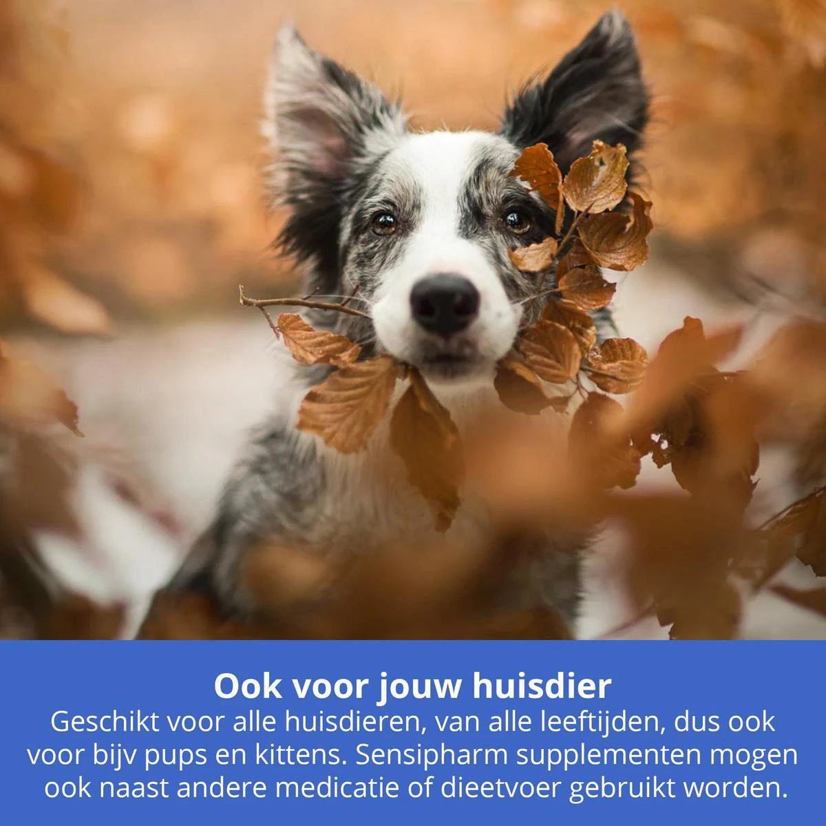 Sensipharm Urologist Aid Voor Kat, Hondje, Cavia, Konijn - Bij Blaasontsteking, Blaasgruis, Struviet, Oxalaat & Nierstenen - 90 Tabletten à 250 Mg 5 Sensipharm Urologist Aid Voor Kat, Hondje, Cavia, Konijn - Bij Blaasontsteking, Blaasgruis, Struviet, Oxalaat & Nierstenen - 90 Tabletten à 250 Mg - Afbeelding 3