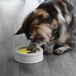 BeOneBreed Intellikatt - Slowfeeder Voor Katten - Voerpuzzel Aanbevolen Door Dierenartsen En Kattengedragsdeskundigen 16 BeOneBreed Intellikatt - Slowfeeder Voor Katten - Voerpuzzel Aanbevolen Door Dierenartsen En Kattengedragsdeskundigen -Katten Benodigdheden Winkel 1200x1200 384