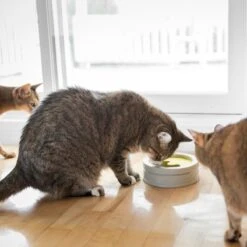 BeOneBreed Intellikatt - Slowfeeder Voor Katten - Voerpuzzel Aanbevolen Door Dierenartsen En Kattengedragsdeskundigen 17 BeOneBreed Intellikatt - Slowfeeder Voor Katten - Voerpuzzel Aanbevolen Door Dierenartsen En Kattengedragsdeskundigen -Katten Benodigdheden Winkel 1200x1200 385