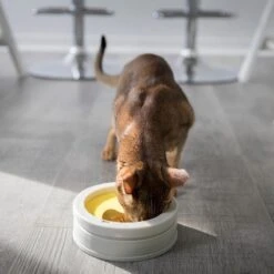 BeOneBreed Intellikatt - Slowfeeder Voor Katten - Voerpuzzel Aanbevolen Door Dierenartsen En Kattengedragsdeskundigen 19 BeOneBreed Intellikatt - Slowfeeder Voor Katten - Voerpuzzel Aanbevolen Door Dierenartsen En Kattengedragsdeskundigen -Katten Benodigdheden Winkel 1200x1200 386