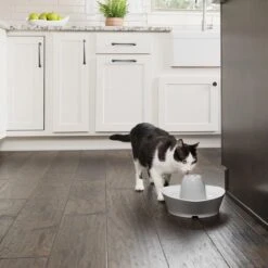 PetSafe® Streamside Ceramic Pet Fountain - Keramische Drinkfontein Voor Katten En Kleine Honden - Water Borrelt Zacht Over De Toren - Door Het Design Van Alle Kanten Bereikbaar - 1,8 Liter - PetSafe Streamside 16 PetSafe® Streamside Ceramic Pet Fountain - Keramische Drinkfontein Voor Katten En Kleine Honden - Water Borrelt Zacht Over De Toren - Door Het Design Van Alle Kanten Bereikbaar - 1,8 Liter - PetSafe Streamside -Katten Benodigdheden Winkel 1200x1200 423