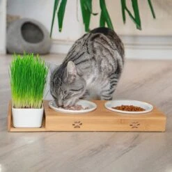 Pfotenolymp® Voederstation Met Kattengras Voor Katten - Porseleinen Kattenbak/Voedingsbak - Verhoogde Kom Set Met Kattengrasbak - Voerbak Hoog -Katten Benodigdheden Winkel 1200x1200 529