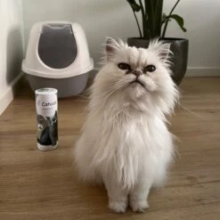 Catuals Kattenbakvulling Geurverdrijver - Neutraliseert Urinegeur Van Katten - Cotton Fresh - 1kg 12 Catuals Kattenbakvulling Geurverdrijver - Neutraliseert Urinegeur Van Katten - Cotton Fresh - 1kg -Katten Benodigdheden Winkel 1200x1200 623