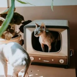 District 70 TELLY - Retro TV Krabmeubel - Instagrammable Kartonnen TV Voor Katten - 39 X 27 X 37 Cm 22 District 70 TELLY - Retro TV Krabmeubel - Instagrammable Kartonnen TV Voor Katten - 39 X 27 X 37 Cm -Katten Benodigdheden Winkel 1200x1200 856