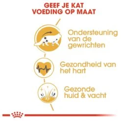 Royal Canin Maine Coon Adult - Kattenvoer - 10 Kg -Katten Benodigdheden Winkel 1200x1200 99