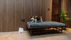 Cat Mate - Waterfontein Kat - Kattenfontein - Drinkfontein Kat - Fluisterstil - Poezen Fontein - Dieren Drinkbakken - Honden Fontein - 2 L 19 Cat Mate - Waterfontein Kat - Kattenfontein - Drinkfontein Kat - Fluisterstil - Poezen Fontein - Dieren Drinkbakken - Honden Fontein - 2 L -Katten Benodigdheden Winkel 1200x675 7