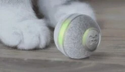 Cheerble Mini Ball 2.0 - Slimme Interactieve Zelf Rollende Bal Voor Katten - 3 Speelmodi - Kattenspeeltjes - USB Oplaadbaar - Rood 23 Cheerble Mini Ball 2.0 - Slimme Interactieve Zelf Rollende Bal Voor Katten - 3 Speelmodi - Kattenspeeltjes - USB Oplaadbaar - Rood -Katten Benodigdheden Winkel 1200x696 1
