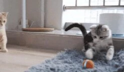 Cheerble Mini Ball 2.0 - Slimme Interactieve Zelf Rollende Bal Voor Katten - 3 Speelmodi - Kattenspeeltjes - USB Oplaadbaar - Rood 24 Cheerble Mini Ball 2.0 - Slimme Interactieve Zelf Rollende Bal Voor Katten - 3 Speelmodi - Kattenspeeltjes - USB Oplaadbaar - Rood -Katten Benodigdheden Winkel 1200x701 2