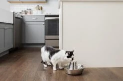 PetSafe® Seaside Stainless Steel Pet Fountain - RVS Drinkfontein Voor Katten En Kleine Honden - Water Borrelt Zacht Over De Toren - Door Het Design Van Alle Kanten Bereikbaar - 1,8 Liter - PetSafe Seaside -Katten Benodigdheden Winkel 1200x799 1