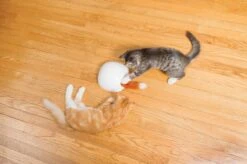 FroliCat Vossenhol - Automatische Kattenplager - Kattenspeelgoed 19 FroliCat Vossenhol - Automatische Kattenplager - Kattenspeelgoed -Katten Benodigdheden Winkel 1200x799 11