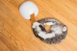 FroliCat Vossenhol - Automatische Kattenplager - Kattenspeelgoed 20 FroliCat Vossenhol - Automatische Kattenplager - Kattenspeelgoed -Katten Benodigdheden Winkel 1200x799 12