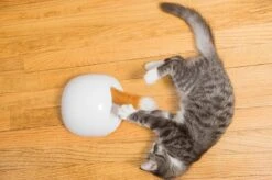 FroliCat Vossenhol - Automatische Kattenplager - Kattenspeelgoed 21 FroliCat Vossenhol - Automatische Kattenplager - Kattenspeelgoed -Katten Benodigdheden Winkel 1200x799 13