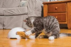 FroliCat Vossenhol - Automatische Kattenplager - Kattenspeelgoed 23 FroliCat Vossenhol - Automatische Kattenplager - Kattenspeelgoed -Katten Benodigdheden Winkel 1200x799 14