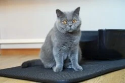 Merkloos Tastelio XXL Kattenbakmat 75x55cm - Groot Kattenbak Mat Met Innovatieve Honingraatstructuur - Dubbele Waterdichte Laag - Katten Bak Mat Met Eenvoudige Reiniging Grit Opvanger -Katten Benodigdheden Winkel 1200x799 17