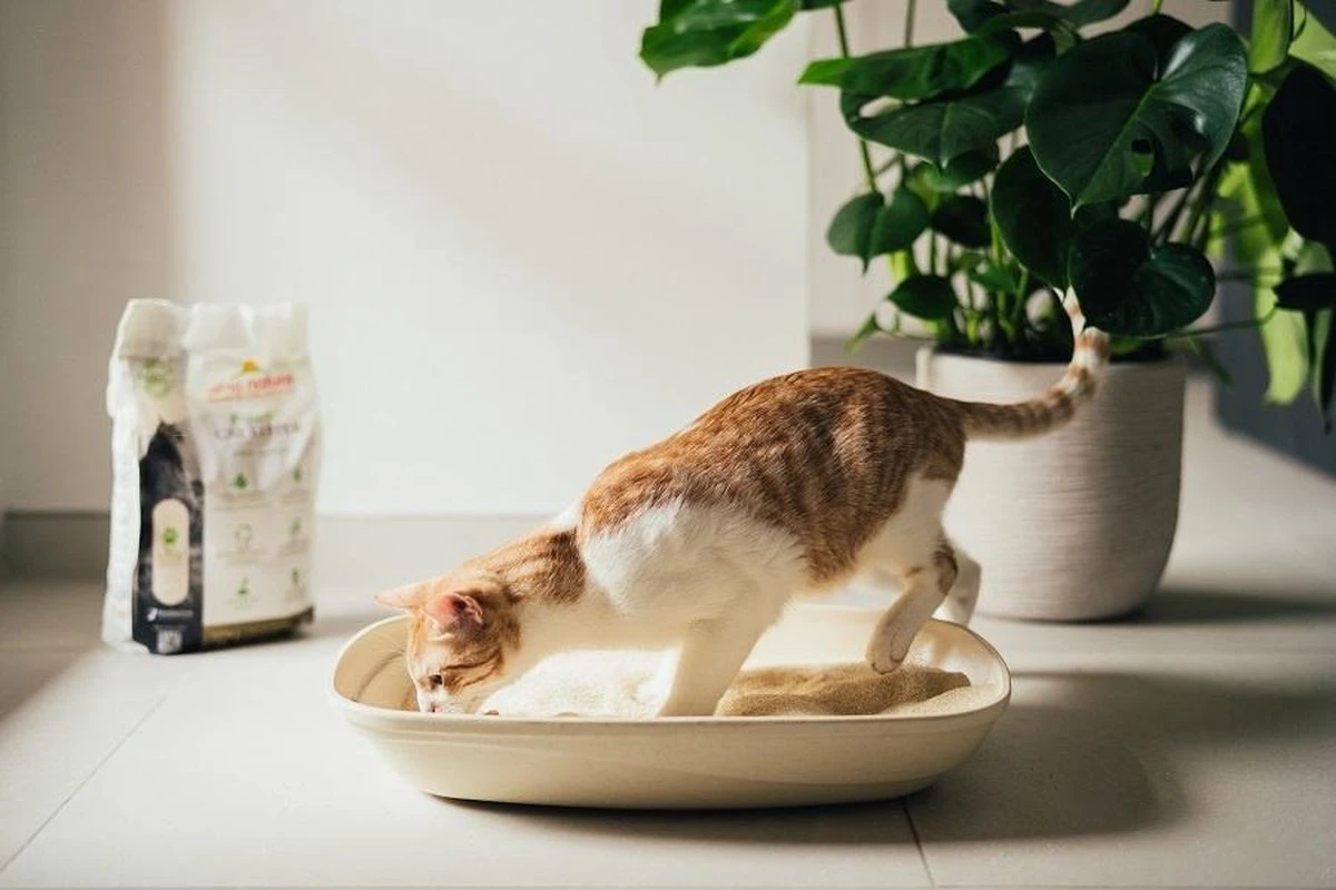 Almo Nature Zuinige Kattenbakvulling Klontvormend En Milieuvriendelijk - Inhoud 4,54 Kg 6 Almo Nature Zuinige Kattenbakvulling Klontvormend En Milieuvriendelijk - Inhoud 4,54 Kg - Afbeelding 4