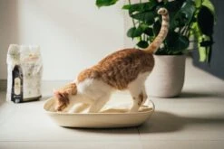 Almo Nature Zuinige Kattenbakvulling Klontvormend En Milieuvriendelijk - Inhoud 4,54 Kg 28 Almo Nature Zuinige Kattenbakvulling Klontvormend En Milieuvriendelijk - Inhoud 4,54 Kg -Katten Benodigdheden Winkel 1200x800 11
