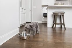 PetSafe® Seaside Stainless Steel Pet Fountain - RVS Drinkfontein Voor Katten En Kleine Honden - Water Borrelt Zacht Over De Toren - Door Het Design Van Alle Kanten Bereikbaar - 1,8 Liter - PetSafe Seaside -Katten Benodigdheden Winkel 1200x800 6