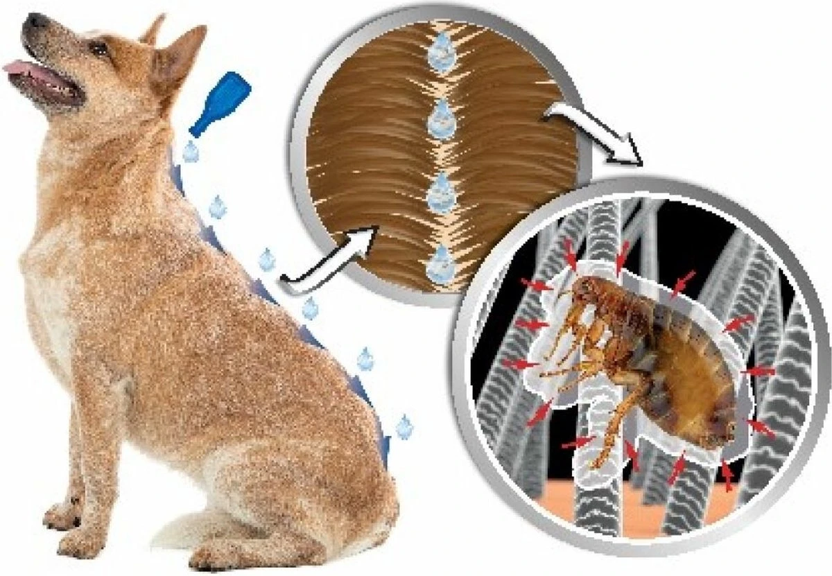 Beaphar DIMETHIcare Line On Kat - Vlooienbestrijding - 6 Pipetten 6 Beaphar DIMETHIcare Line On Kat - Vlooienbestrijding - 6 Pipetten - Afbeelding 4