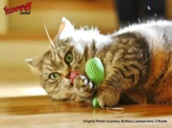 Yeowww! Stinkies Sardientje - Rood Met Sterren - 7.5 Cm - Catnip Kattenkruid ( Kattenspeeltjes ) -Katten Benodigdheden Winkel 1200x899 7