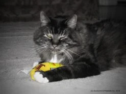 Yeowww! Chicata Banana - Speeltje Voor Katten Met Kattenkruid - De Meest Krachtige Catnip Ter Wereld – Onweerstaanbaar – Katoen – 17.7 Cm - Geel -Katten Benodigdheden Winkel 1200x900 15