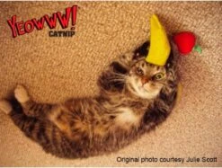 Yeowww! Chicata Banana - Speeltje Voor Katten Met Kattenkruid - De Meest Krachtige Catnip Ter Wereld – Onweerstaanbaar – Katoen – 17.7 Cm - Geel -Katten Benodigdheden Winkel 1200x907 5