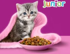 Whiskas Junior - Kattenbrokken - Kip - Zak 6 X 1,9 Kg -Katten Benodigdheden Winkel 1200x918 1
