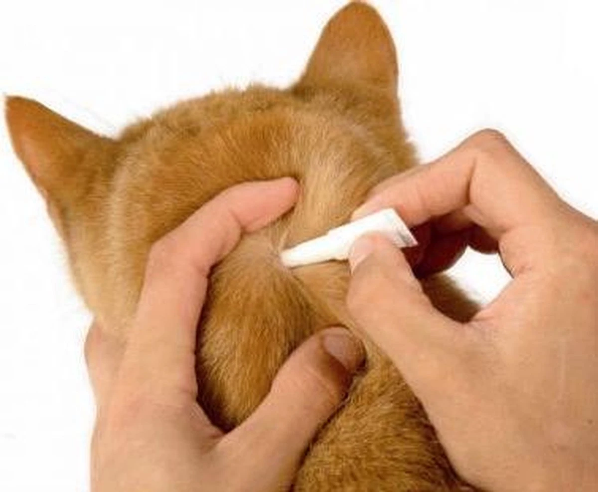 Beaphar Fiprotec Kat - Vlooienbestrijding - >1 Kg - 4 Pipetten 5 Beaphar Fiprotec Kat - Vlooienbestrijding - >1 Kg - 4 Pipetten - Afbeelding 3