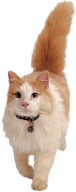 Petsafe 980 Kattenluik Magneetsleutel - Zilver 16 Petsafe 980 Kattenluik Magneetsleutel - Zilver -Katten Benodigdheden Winkel 478x1200