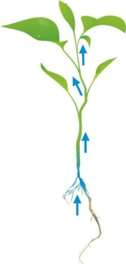 Cat's Best Oko Plus Korrels - Kattenbakvulling - 40 L -Katten Benodigdheden Winkel 574x1200 2