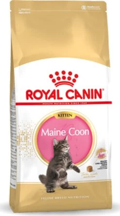 Royal Canin Maine Coon Kitten - Kattenvoer - 4 Kg -Katten Benodigdheden Winkel 668x1200 2