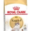 Royal Canin Ragdoll Adult - Kattenvoer - 10 Kg -Katten Benodigdheden Winkel 729x1200 3