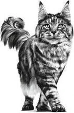 Royal Canin Renal - Tonijn - Kattenvoer - 12 X 85 G -Katten Benodigdheden Winkel 790x1200